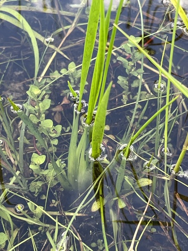Xyris jupicai, photograph 4