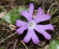 Primula minima