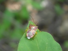 Elasmostethus interstinctus