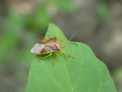 Elasmostethus interstinctus