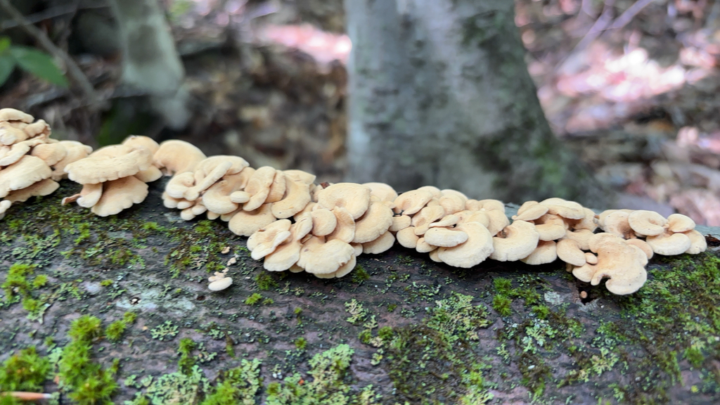 Luminescent Panellus · August 2026 · photo: Photo: (c) Daniel Zucker, some rights reserved (CC BY) · iNaturalist