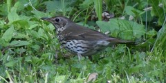 Turdus philomelos