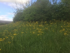 Crepis biennis