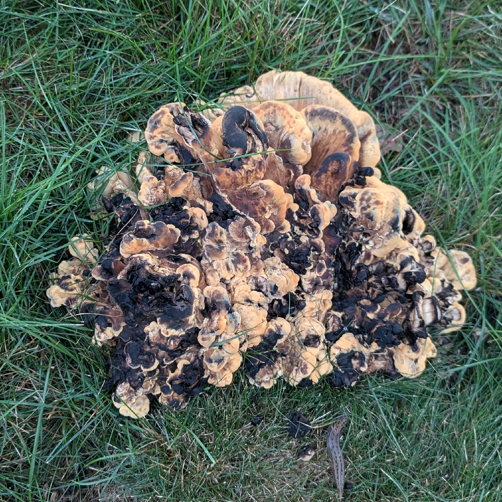 Black-staining Polypore · August 2026 · photo: Photo: (c) Kevin Jones, some rights reserved (CC BY) · iNaturalist
