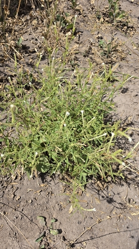 Coyote Tobacco
