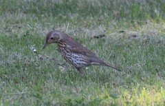 Turdus philomelos