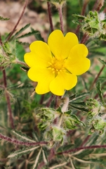 Potentilla hirta