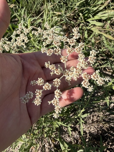 Eriogonum annuum, photograph 5