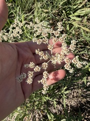 Eriogonum annuum, photograph author not stated, no rights reserved