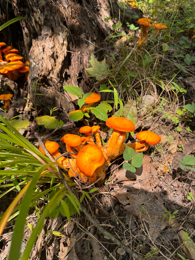 Eastern American jack-o'-lantern · August 2026 · photo: Photo: (c) sarah caitlin williams, some rights reserved (CC BY) · iNaturalist