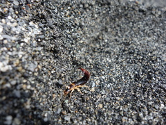 Labidura riparia