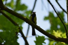 Parus major