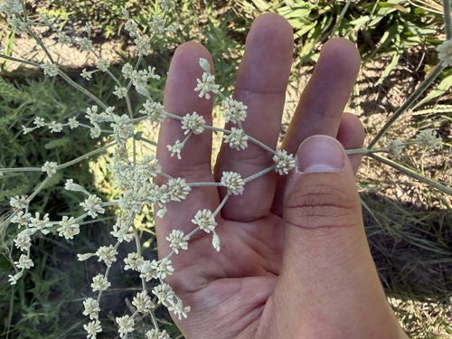Eriogonum annuum, photograph 4