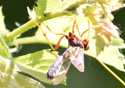 Eremotylus marginatus