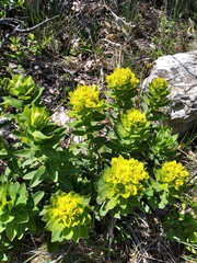 Euphorbia tauricola