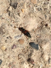 Staphylinus erythropterus