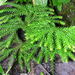 Prickly Tree-Clubmoss - Photo (c) Superior National Forest, some rights reserved (CC BY)