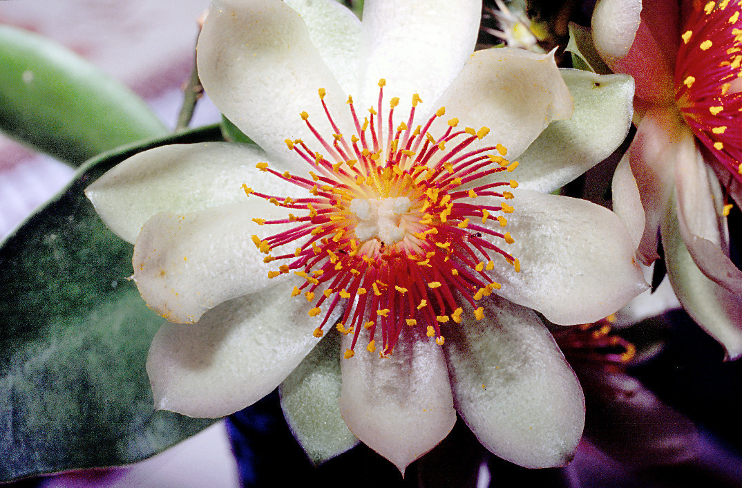Pereskia