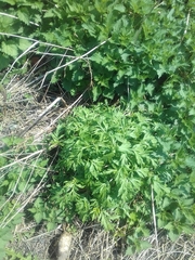 Artemisia vulgaris