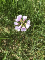 Cardamine pratensis