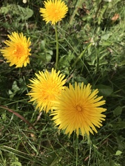 Taraxacum officinale