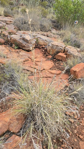 Cymbopogon ambiguus, photograph 6