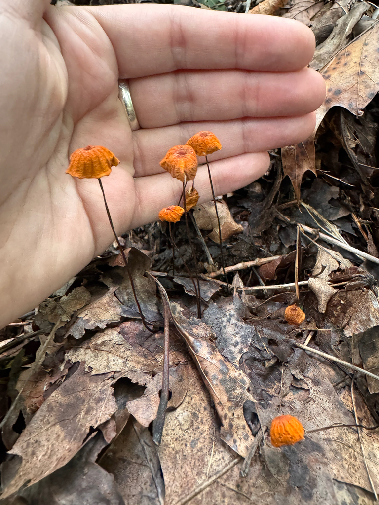 Orange Pinwheel · August 2026 · photo: Photo: (c) sarah caitlin williams, some rights reserved (CC BY) · iNaturalist