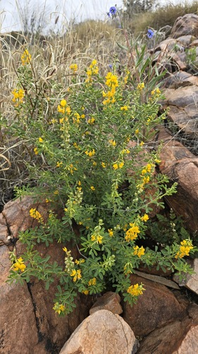 Crotalaria medicaginea, photograph 1