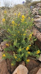Crotalaria medicaginea