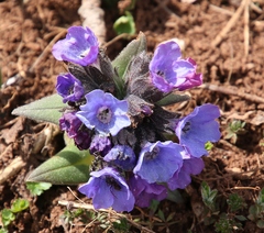 Pulmonaria australis