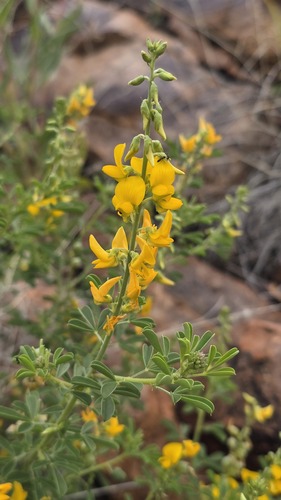 Crotalaria medicaginea, photograph 6