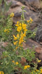 Crotalaria medicaginea, photograph (c) Petra Holland, some rights reserved (CC BY)