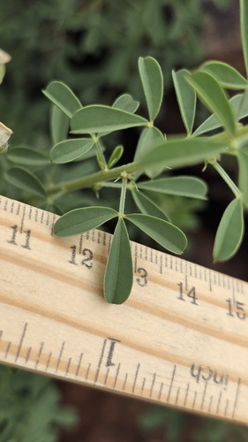 Crotalaria medicaginea, photograph 2