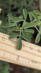 Crotalaria medicaginea, photograph (c) Petra Holland, some rights reserved (CC BY)
