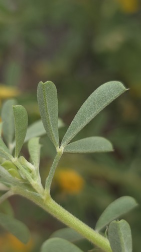 Crotalaria medicaginea, photograph 3