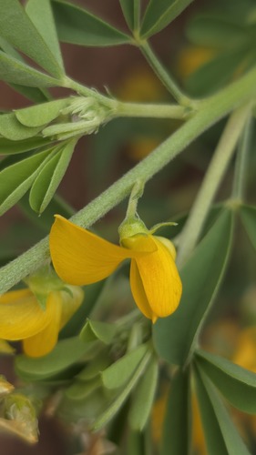 Crotalaria medicaginea, photograph 5