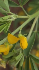 Crotalaria medicaginea, photograph (c) Petra Holland, some rights reserved (CC BY)