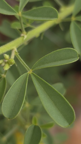 Crotalaria medicaginea, photograph 4