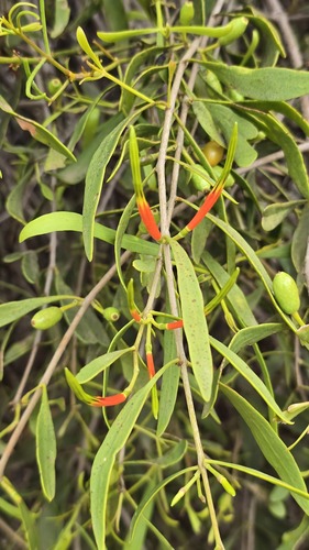 Lysiana subfalcata, photograph 6