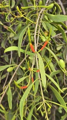 Lysiana subfalcata, photograph (c) Petra Holland, some rights reserved (CC BY)