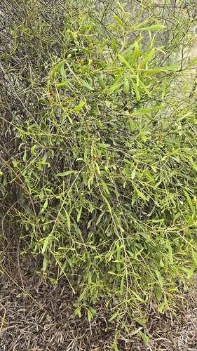 Lysiana subfalcata, photograph 5