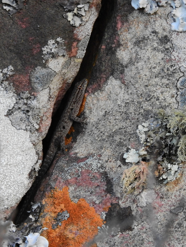 Cryptic Dwarf Gecko, Lygodactylus incognitus