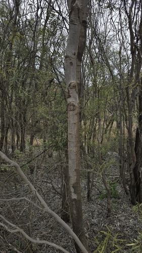 Atalaya hemiglauca, photograph 6