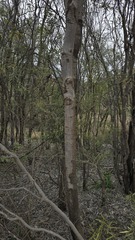Atalaya hemiglauca, photograph (c) Petra Holland, some rights reserved (CC BY)