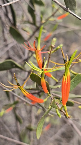 Lysiana subfalcata, photograph 4