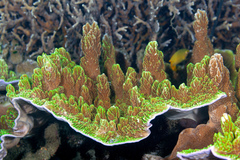 Montipora confusa