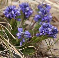 Polygala alpestris