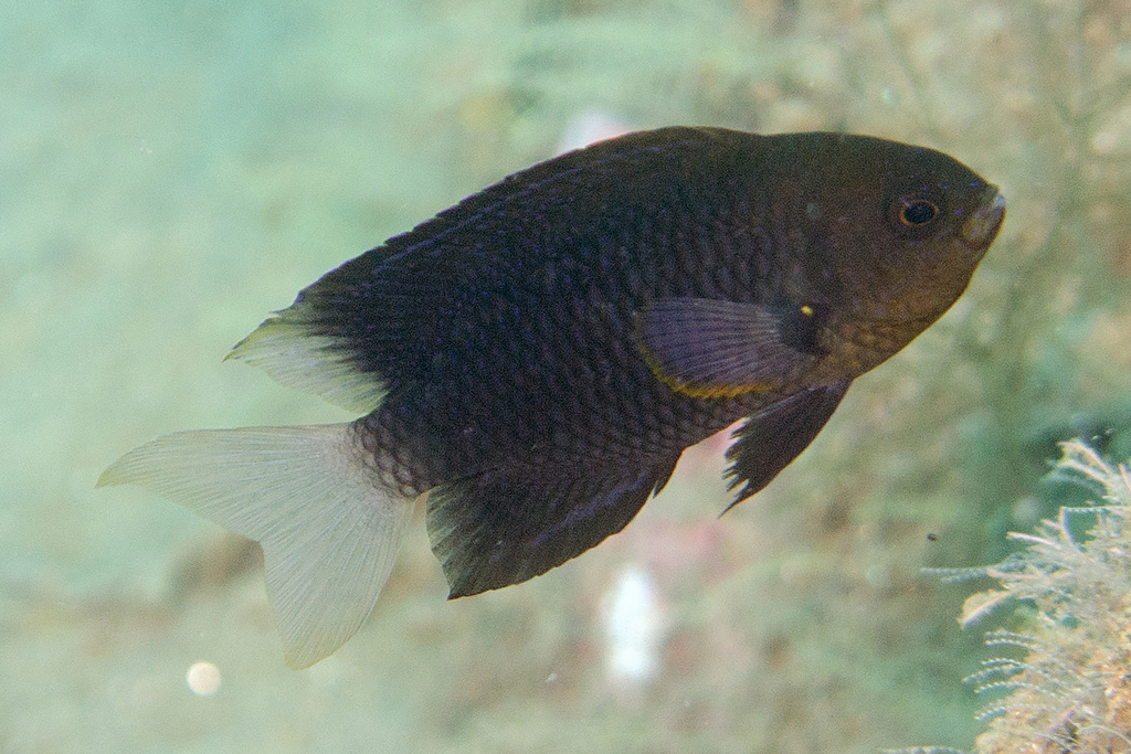 Indonesian damsel