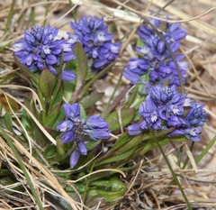Polygala alpestris