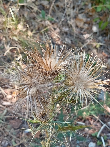 Bull Thistle